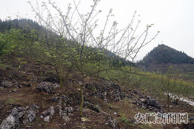 关岭百合街道红星村花椒基地.jpg