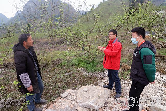 红星村村支书韦锟正在与村民韦元富讨论花椒种植技术.jpg