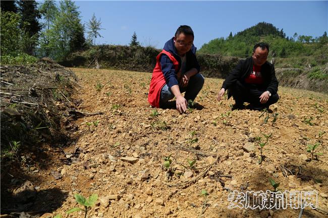 打啷村种植的蓝靛苗.jpg