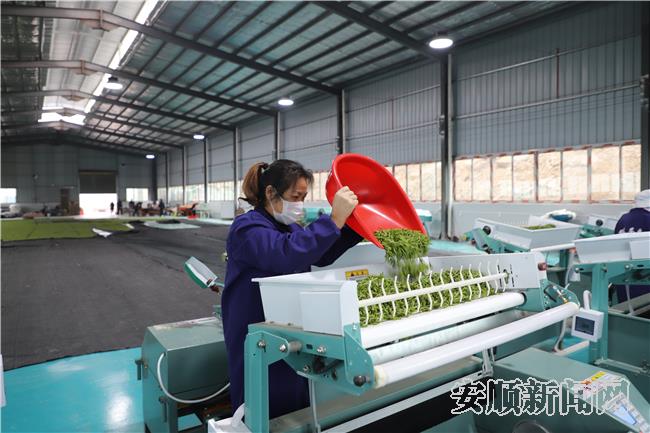 群众在当地茶叶企业就近务工.JPG