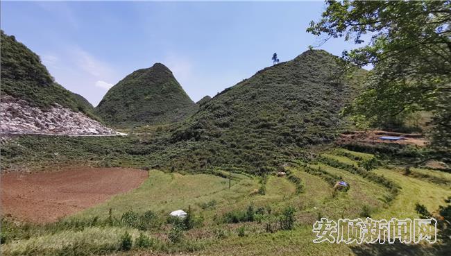 打哈村500亩辣椒种植基地 陈婷摄.jpg