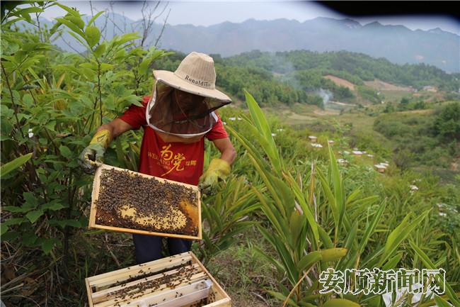 破关村养蜂点.jpg