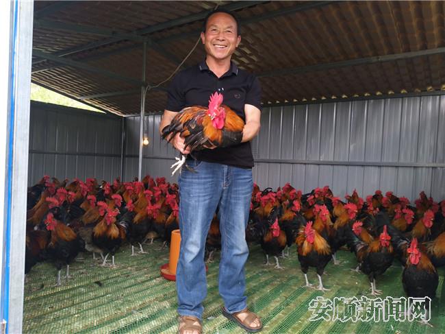 龙头村优质肉鸡.jpg