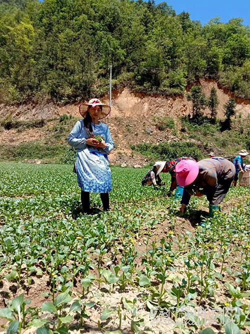 村民在猴场镇打啷村新龙堡蔬菜园务工.jpg