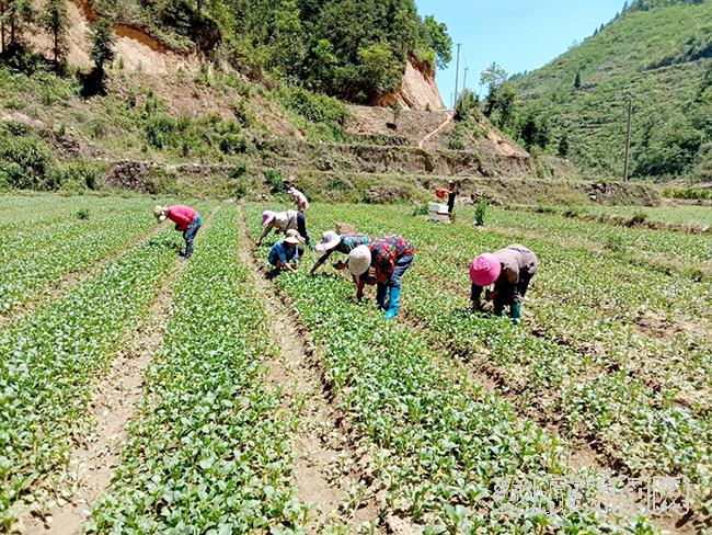 村民在猴场镇打啷村新龙堡蔬菜园务工1.jpg