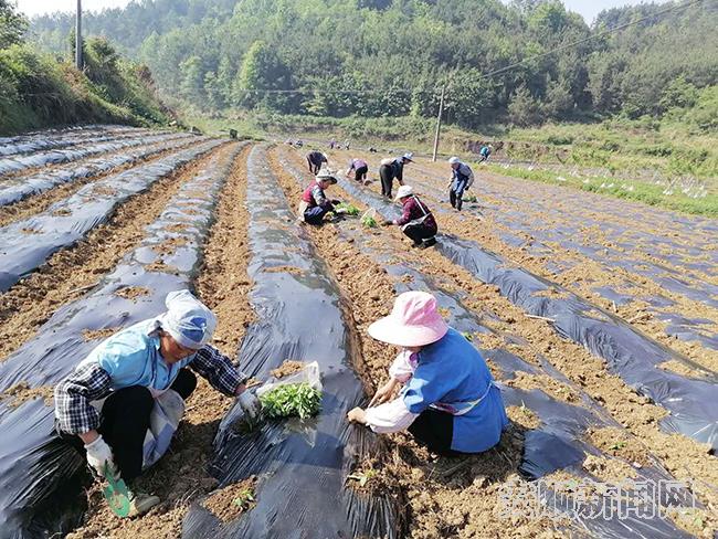 村民在坝羊德红院坝区栽辣椒苗1.jpg