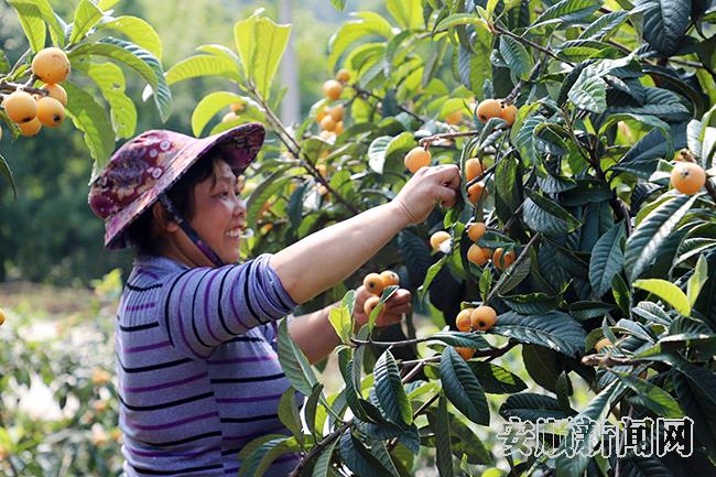 戈尧村种植大户梁忠玉的枇杷基地里，农户们正在采摘枇杷4.jpg