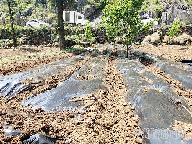 因地制宜在梨树地下发展辣椒种植.jpg