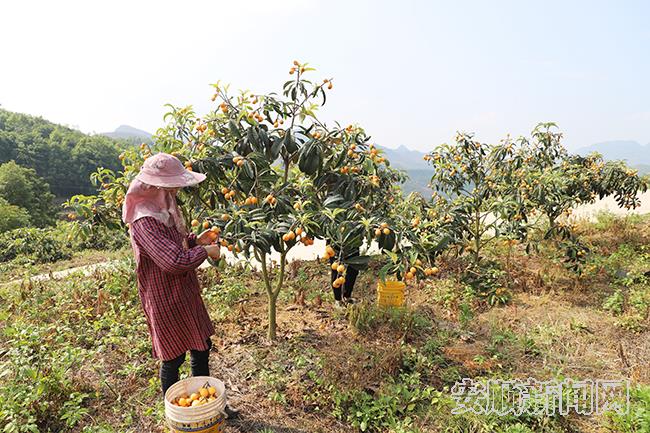 戈尧村种植大户梁忠玉的枇杷基地里，农户们正在采摘枇杷3.jpg