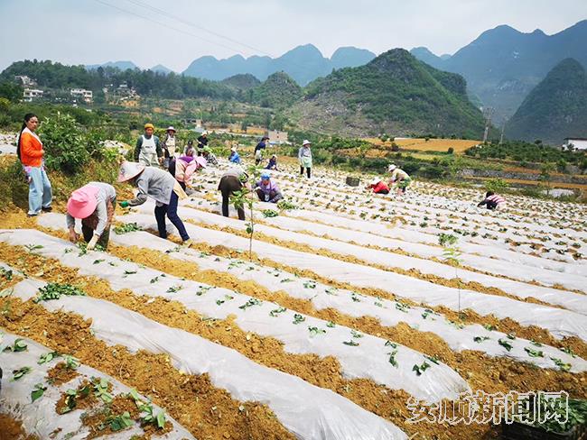 村民在白石岩乡红芯红薯基地栽苗.jpg