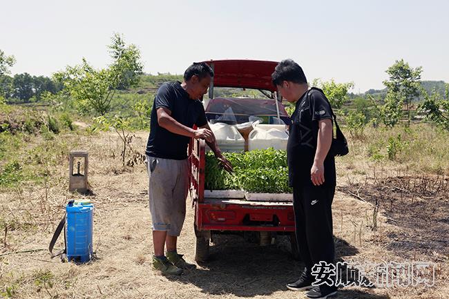 赵国雷正在介绍他的辣椒苗.jpg