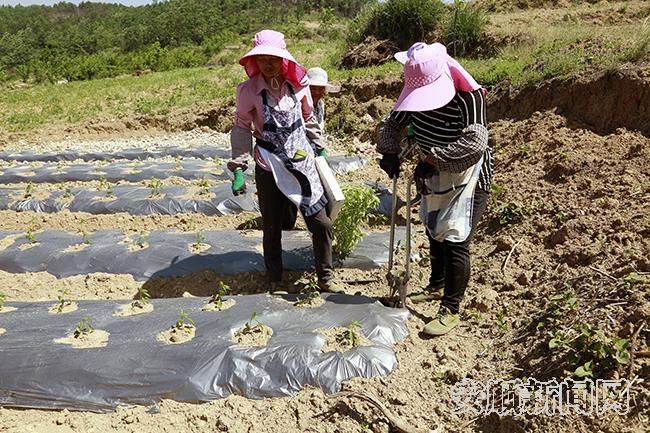 村民正在补种辣椒苗.jpg