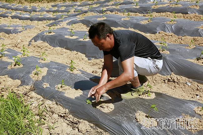 村民赵国雷正在示范辣椒打叶.jpg