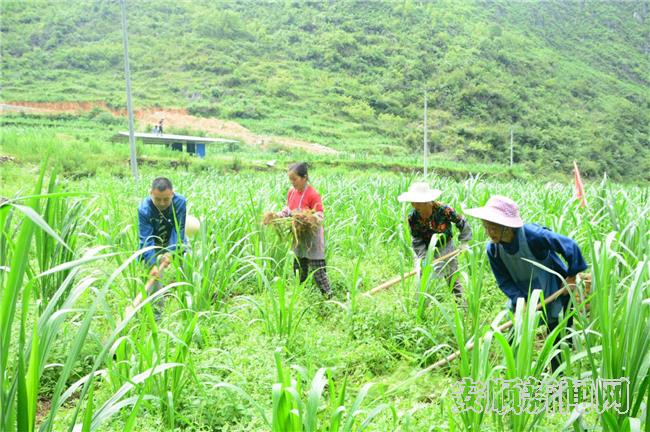 罗兴国与马槽井村民补种菌草.jpg