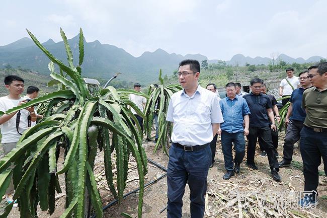 火龙果种植基地.jpg