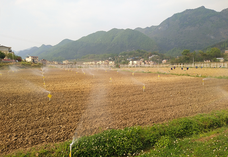 坝羊镇红院坝区菜芯种植田.jpg