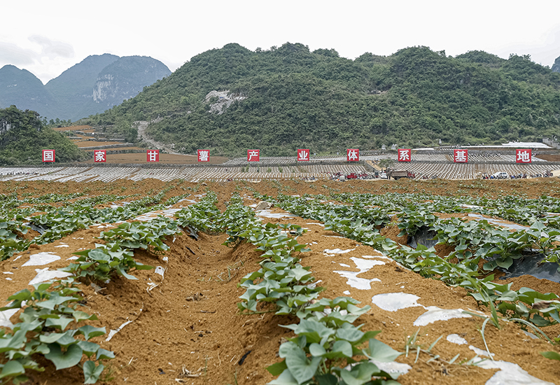 白石岩乡紫云红芯红薯种植基地.jpg