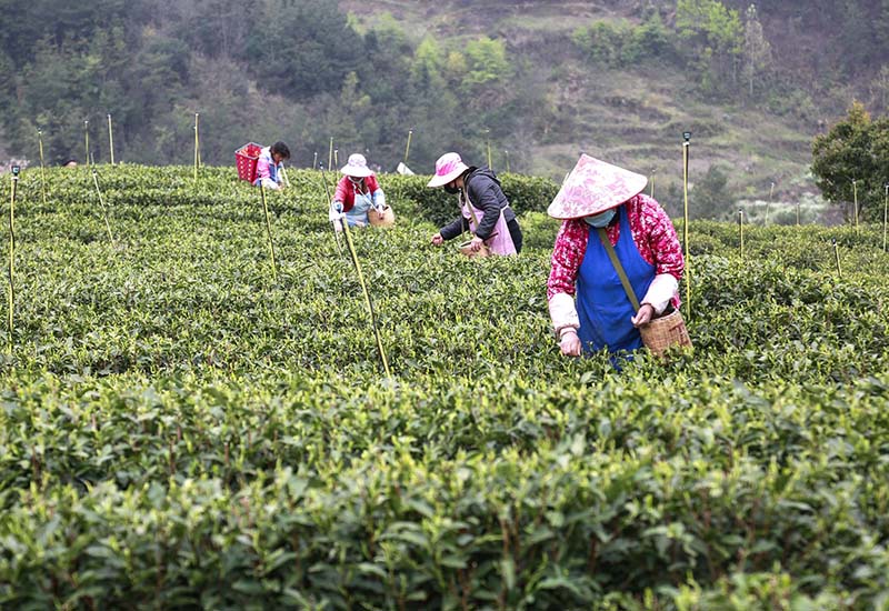 紫云茶农在茶山上采摘明前茶.jpg