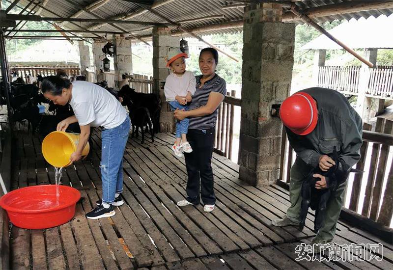 吴丽娟和父母一起打理黑山羊养殖场.jpg