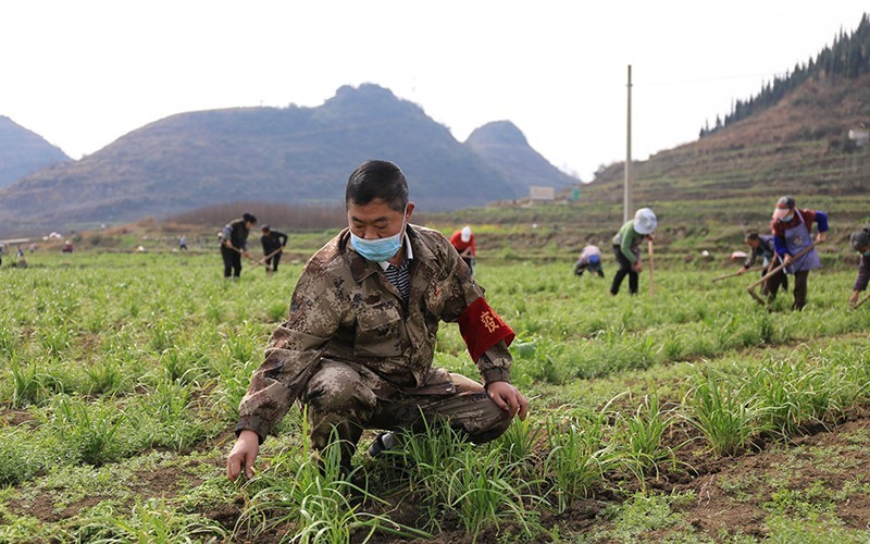 “兵支书”杨守亮带着村民们开展防疫工作的同时，积极推进春耕备耕生产推动脱贫攻坚。.jpg