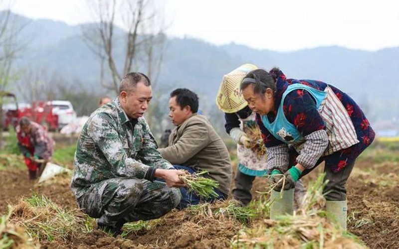 化新村“兵之书”胡波带领村民种植韭菜。.jpeg