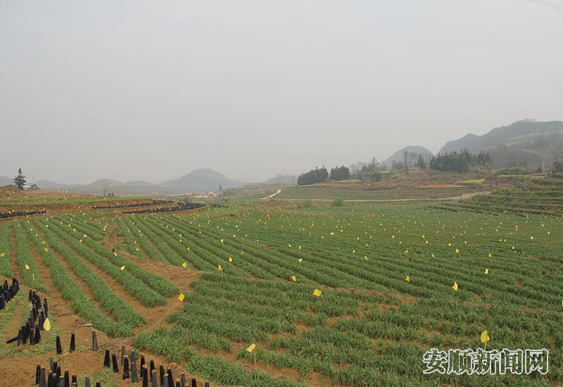 水母河流域韭黄基地 生长茂盛的韭菜 (3).jpg