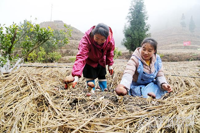 浪风关林场村民在采收紫松茸.JPG