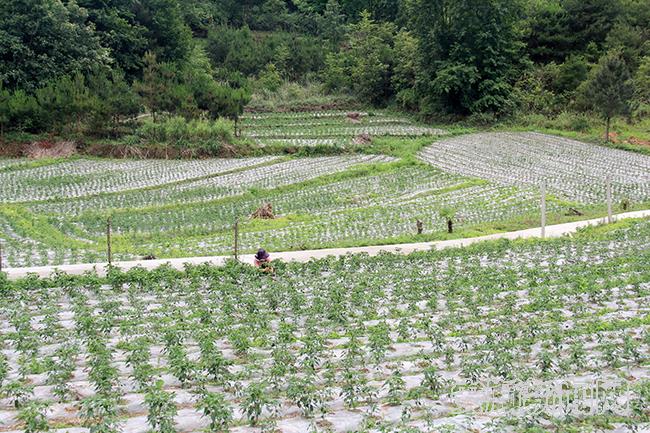 辣椒种植基地.jpg