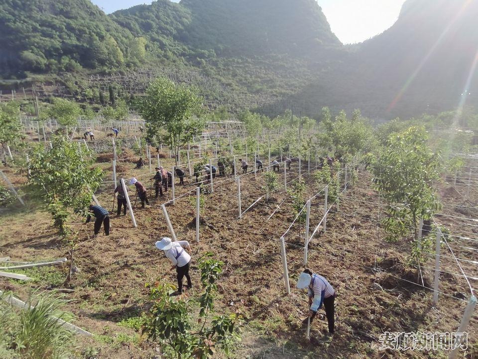 佛手瓜种植管护1.jpg