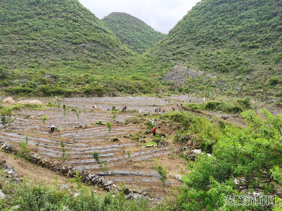 辣椒种植场景.jpg