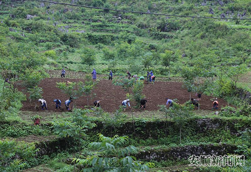 村民种植红芯红薯.JPG