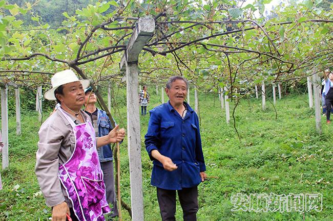 万江龙指导务工村民进行剪枝、梳果.jpg