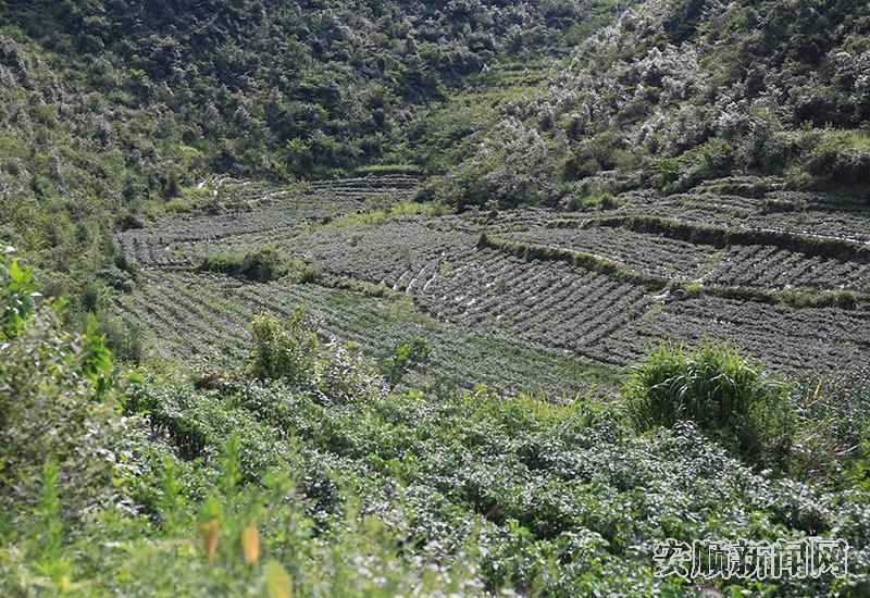 分布在洛麦村山谷间的辣椒产业.JPG