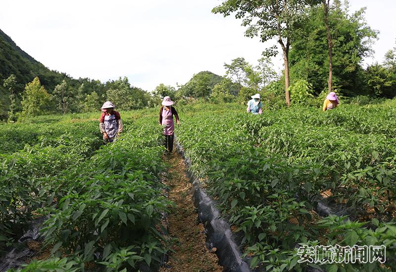 洛麦村村民在辣椒基地忙活.JPG