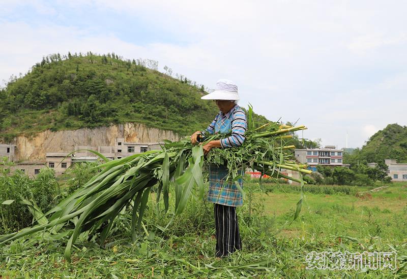 村民正在收割甜高粱.jpg