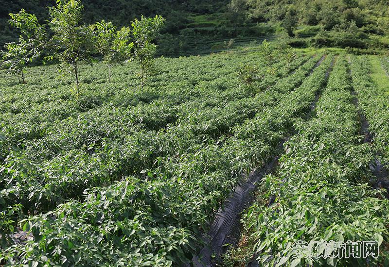 洛麦村辣椒种植基地成片的辣椒.JPG