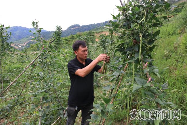 韦朝忠在地里察看豆角长势.jpg
