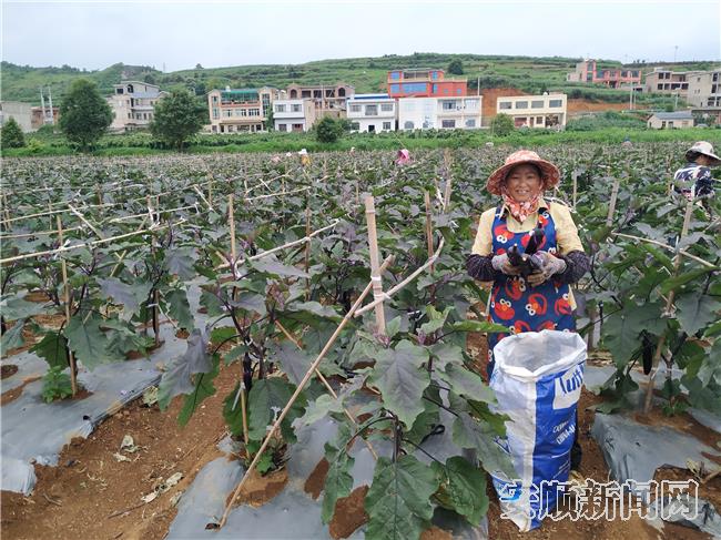 西秀区大西桥镇 产业兴旺 致富有望 西秀区 安顺新闻网