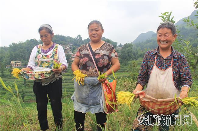 大树村村民正采收黄花.jpg