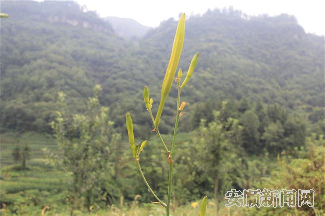 大树村种植的黄花.jpg