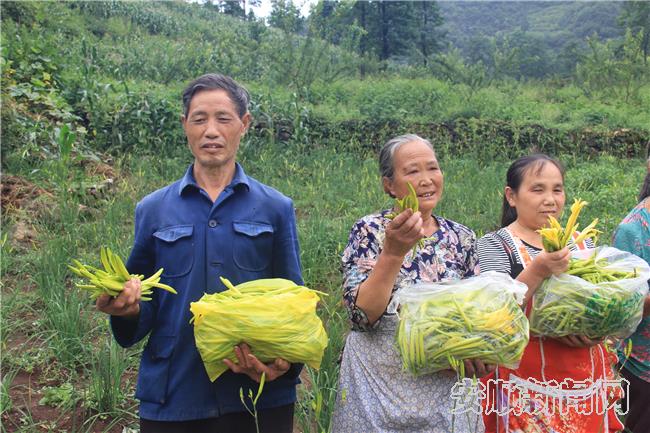 黄店村村民采收的黄花.jpg