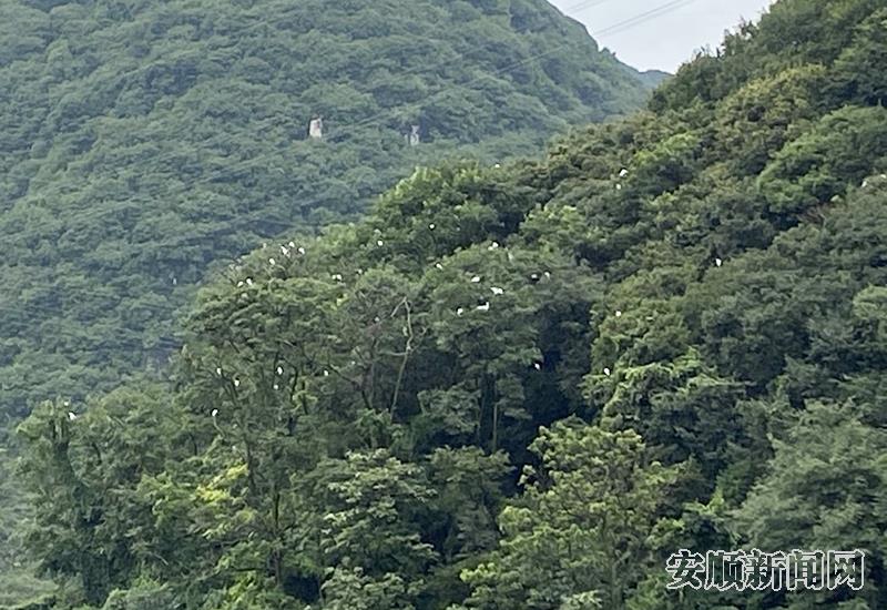 白鹭、苍鹭栖息处一角.jpg