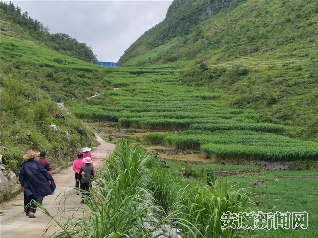 大营村大坡组种植的菌草.jpg