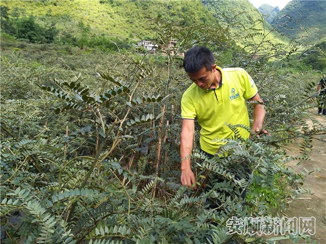 金龙村种植的中药材.jpg