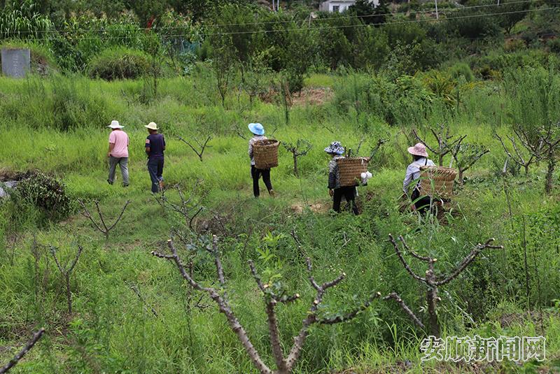 数位椒农正在去采收的路上.jpg