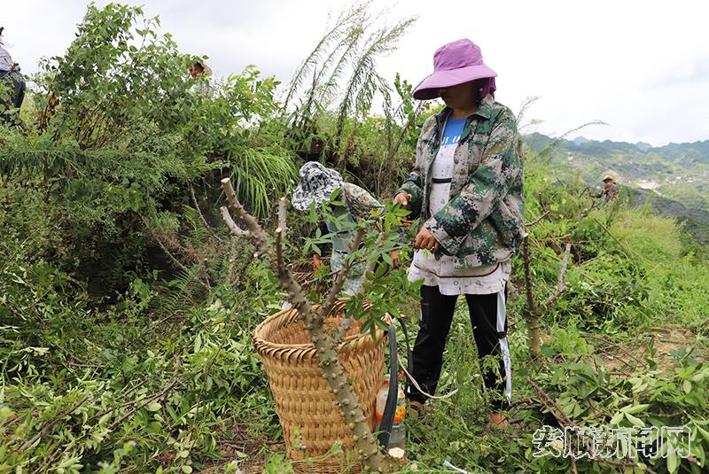花江镇木工村花椒种植基地里，村民们正在加紧采收花椒.jpg