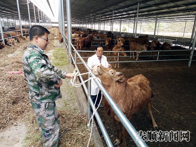 陈明飞（左一）到牛场查看“关岭牛”.jpg