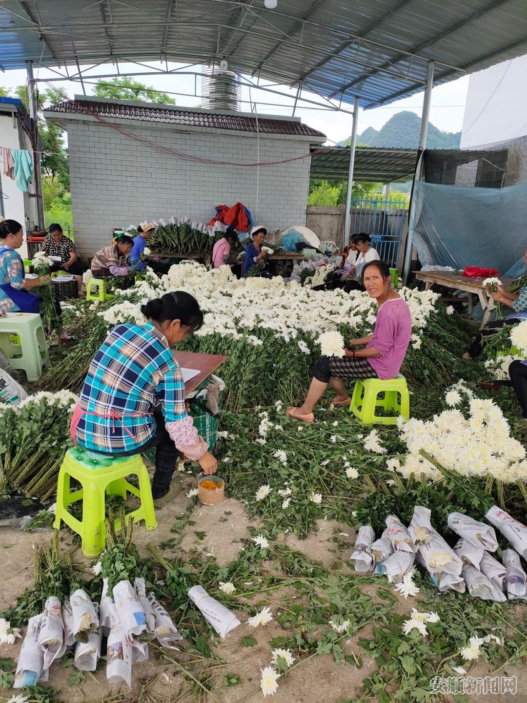 花卉采收季节，农户们采收、包装.jpg