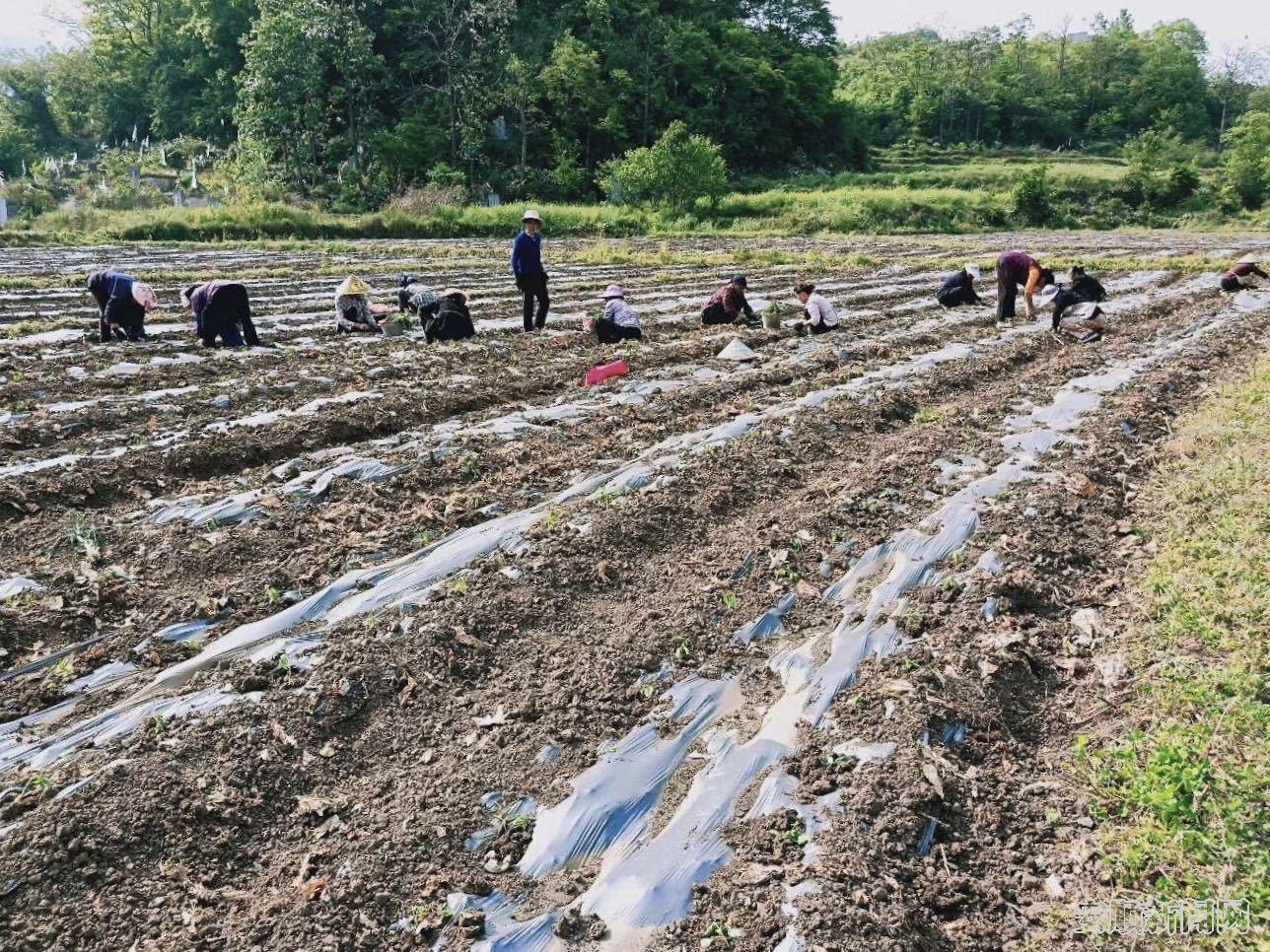 虹映村辣椒种植区域，农户们正在种辣椒.jpg