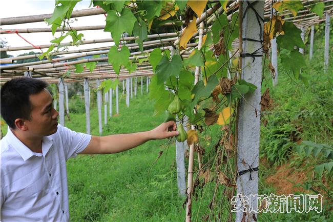 普卡桥村佛手瓜已经挂果，全村种植佛手瓜50亩。.jpg